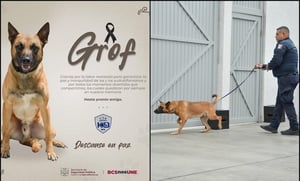 La SSPE confirmó que el elemento canino se adquirió en 2020.   “Grof”, un perrito adscrito la Unidad Canina K9 especializado en la detección de narcóticos,