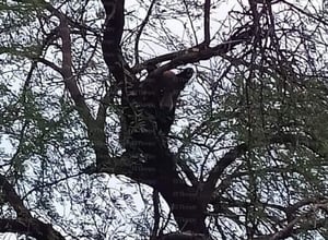 Un osezno se trepó a un árbol trasero por la escuela Benito Juárez, lo que causó sensación entre los pobladores.  Un oso pequeño fue avistado en el poblado