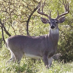 Temporada de cacería de venado en la región comenzará la tercera semana de noviembre en la Región Norte.  Con la llegada de la temporada grande de cacería