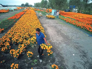 Cristóbal García es uno de los 211 productores de Flor de Cempasúchil afectados por la intensa tormenta que golpeó Xochimilco el primer fin de semana