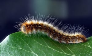 La procesionaria del pino es un insecto que, aunque parece inofensivo al desplazarse en fila, representa un creciente peligro tanto para nuestras mascotas como