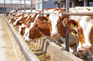 Ante el cierre de la frontera para la venta de ganado y considerando la relevancia que tiene Coahuila en la exportación de productos ganaderos hacia Estados