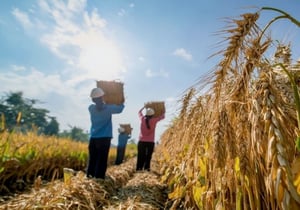 Un nuevo estudio en México revela que las olas de calor, inducidas por el cambio climático, afectan desproporcionadamente a personas menores de 35 años,