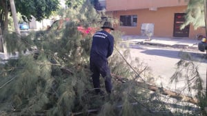 Fueron atendidos tres reportes de lonas publicitarias desprendidas, 15 incendios en terrenos; 25 árboles caídos.  Torreón, Coahuila, a 10 de marzo de 2025.-