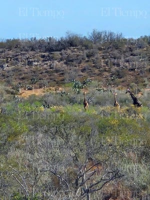 Elementos de seguridad localizaron varias jirafas en una zona poco común para esta especie en Hidalgo, Coahuila. Autoridades ya investigan