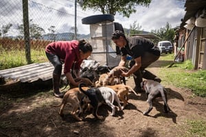 Los dueños de mascotas que viven en zonas rurales podrían enfrentar mayores dificultades para conseguir una consulta veterinaria para sus animales enfermos,