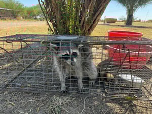En Rancho Doble 77, un mapache fue capturado mientras comía maíz destinado a los venados; será liberado para proteger la fauna y mantener la seguridad.