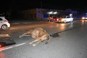Un motociclista resultó gravemente lesionado tras un aparatoso accidente en la madrugada, al impactar contra una vaca que deambulaba en el Bulevar Harold