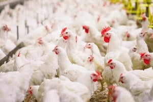 Un residente de Washington fue hospitalizado tras contagiarse con gripe aviar H5N5, una cepa nunca antes detectada en humanos, según confirmaron