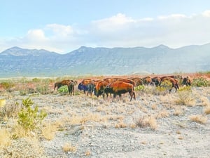 Se introducen 44 bisontes en Coahuila: 6 machos y 38 hembras, algunas preñadas, contribuyendo a la restauración de pastizales, resiliencia climática