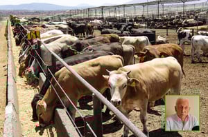 A pesar del cierre fronterizo y la caída histórica en los precios, ganaderos de la zona minera mantienen activa la movilización de sus hatos hacia mercados