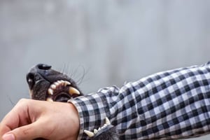 Un menor de seis años perdió la vida tras ser atacado por una jauría de perros en un poblado de Morelos, confirmaron autoridades.  Un niño de seis años