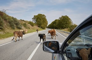 Autoridades municipales implementan acciones inmediatas para proteger a conductores y habitantes, reforzando cercas y vigilancia durante la temporada de alta