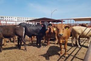 La plaga del gusano barrenador ha suspendido la exportación de ganado a EU, generando pérdidas millonarias para México y movilizando recursos sanitarios.