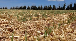 El Consejo Nacional Agropecuario revela el preocupante abandono del 20% de las parcelas en México, impulsado por la inseguridad y las extorsiones. 