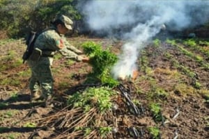 Un plantío de marihuana de 1,100 metros cuadrados fue localizado y destruido en la zona rural de Culiacán durante un operativo conjunto de fuerzas