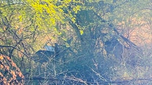 Tres venados jóvenes fueron avistados en la colonia Fundadores de Sabinas; Protección Civil y Bomberos buscan reubicarlos de manera segura a su hábitat.