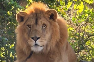 La Profepa rescató a un león joven que fue encontrado encadenado y herido en un predio agrícola de Nayarit. Inició una investigación.  Un león macho