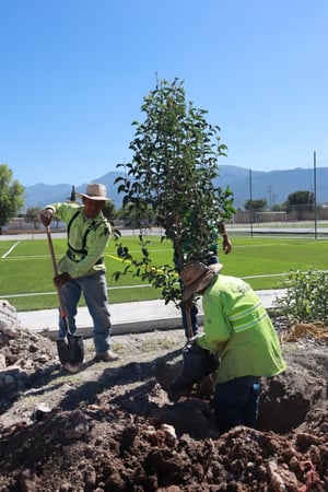 Medio ambiente siembra Ayuntamiento en espacios públicos y áreas verdes por toda la ciudad. Durante la actual administración del alcalde Javier Díaz González,