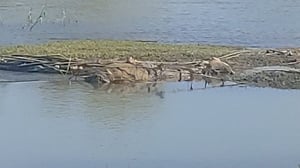   El cuerpo de una persona sin vida fue localizado en las aguas del río Bravo, en las inmediaciones del Paseo del Río, lo que generó la movilización