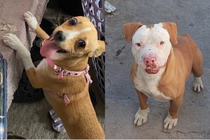 Se hizo un llamado a la comunidad para apoyar en la localización y reunificación de las mascotas con sus familias.  El Centro de Bienestar Animal de Monclova