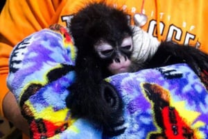 La Profepa aseguró dos ejemplares de mono araña, cinco loros y una guacamaya verde en operativos contra el tráfico ilegal de fauna silvestre en la zona