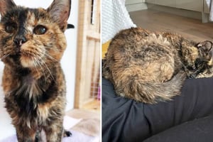 Flossie, una gata británica reconocida por Guinness World Records como la más longeva del mundo, cumple 30 años este 29 de diciembre de 2025, equivalente
