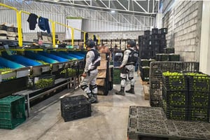 Las acciones del Plan Michoacán por la Paz y la Justicia, en 50 días, han resultado en cientos de detenciones y el aseguramiento de drogas, armas y vehículos.