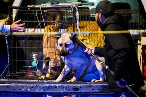 El menor permanece grave en Tijuana tras ser atacado por cuatro perros en el patio de su casa, mientras jugaba sin supervisión.  Un menor de 4 años