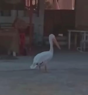 Un pelícano fue avistado en la comunidad, generando sorpresa entre los habitantes y la intervención de bomberos para proteger al ave y garantizar su seguridad.