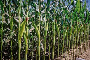 Especialistas advierten una caída en los precios internacionales del maíz y trigo, afectando la rentabilidad de los agricultores mexicanos este año.  El Grupo