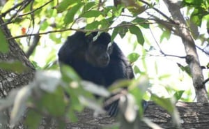 Un mono saraguato macho murió en Palenque, Chiapas, tras una grave infestación de gusano barrenador, confirmaron Profepa y Semarnat, autoridades ambientales