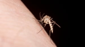 No importa cuántas veces te apliques repelente: los mosquitos siempre parecen encontrarte. Te pican mientras duermes, caminas o simplemente respiras.