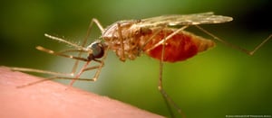 A medida que la actividad humana desplaza a la fauna de sus entornos naturales, los mosquitos que antes se alimentaban de múltiples especies encuentran