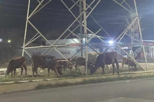 La Policía Municipal lo retiró de la transitada avenida.  Una gran cantidad de ganado vacuno movilizó a elementos de la Policía Municipal durante la madrugada