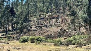 Para proteger los bosques de oyamel, encino y pino de los talamontes, la Guardia Nacional (GN) implementa operativos en las zonas montañosas del Estado