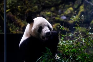 Japón despidió a los pandas Lei Lei y Xiao Xiao antes de su regreso a China, en un contexto marcado por tensiones diplomáticas entre ambos países.  Los pandas