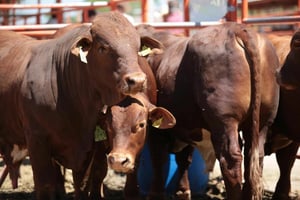 Ejército y policía apoyan filtros para evitar ingreso de becerros con plaga.  Saltillo, Coahuila, 27 de enero de 2026.– El Gobierno de Coahuila reforzó