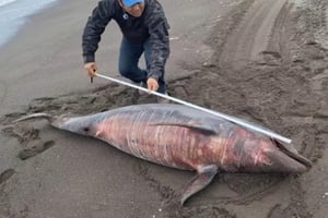 Un delfín macho de casi tres metros encalló en playas de Nautla, Veracruz, y murió poco tiempo después; autoridades ambientales investigarán las causas