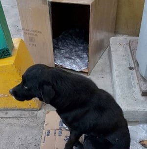 La Asociación Guardianes Perrunos refuerza sus recorridos para colocar refugios temporales a perros callejeros, protegiéndolos del frío y las lluvias