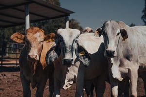 Ante los recientes casos de gusano barrenador detectados en Puebla y Tamaulipas, y la alerta emitida por Texas, productores y autoridades tratan de evitar