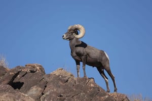 Tras la bienvenida a los bisontes en 2025, ahora llegan borregos cimarrón a la Reserva Ecológica El Santuario.  Cuatro Ciénegas vuelve a escribir un emotivo