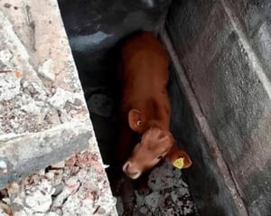La rápida intervención de vecinos de la villa de Esperanzas permitió rescatar a un becerro que cayó accidentalmente al interior de una tumba abierta