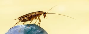Las cucarachas alemanas (Blattella germanica), la especie más común en viviendas y espacios urbanos, han desarrollado una resistencia biológica tan avanzada