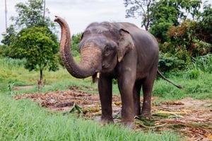 Un elefante salvaje mató a un turista tailandés en el parque nacional Khao Yai, en Tailandia, un hecho que reaviva la preocupación por ataques mortales.