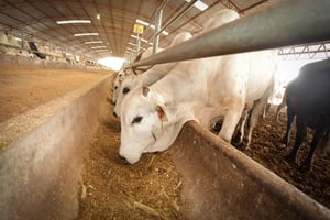 Un cerco sanitario permitió contener el gusano barrenador del ganado en la Huasteca de San Luis Potosí, protegiendo la sanidad animal y la economía