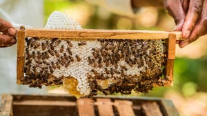 Bajas temperaturas limitan trabajo en colmenas, complicando producción para apicultores de San Juan de Sabinas.   La llegada de la época invernal representa