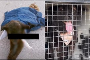 La Negrita, perrita que sufrió una agresión en un ojo en Torreón, fue dada de alta tras una semana de atención veterinaria y ahora busca ser adoptada.