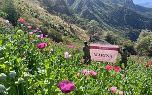 La Secretaría de Marina destruyó 35 plantíos de amapola en Del Nayar, Nayarit, donde erradicó un millón 880 mil plantas como parte del combate a enervantes.