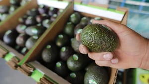 El sector agroalimentario mexicano refrendó su fortaleza exportadora al reconocer a millones de productores y el papel clave de la sanidad para conquistar